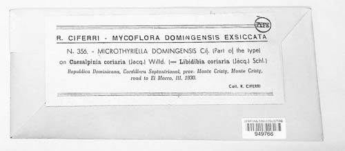 Microthyriella domingensis image